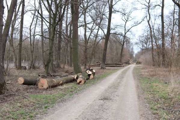 Hodonín, 8.3.2019
Mikulčický luh, Uherská - Šárova alej. 
Klíčová slova: Hodonín Mikulčický luh Uherská Šárova alej