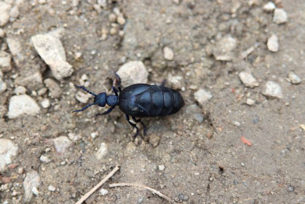 Hodonín, 8.3.2019
Mikulčický luh, Uherská - Šárova alej. Majka Meloe proscarabeus.
Schlüsselwörter: Hodonín Mikulčický luh Uherská Šárova alej