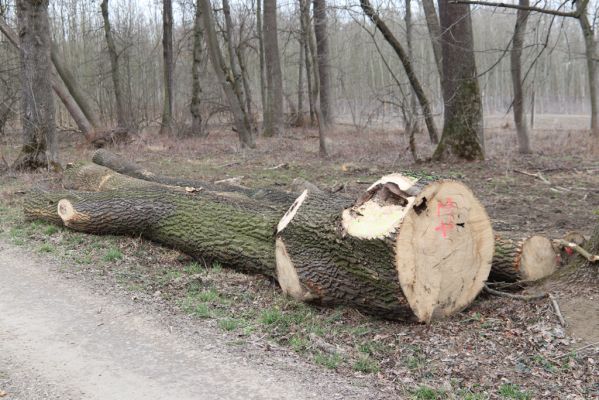 Hodonín, 8.3.2019
Mikulčický luh, Uherská - Šárova alej. 
Schlüsselwörter: Hodonín Mikulčický luh Uherská Šárova alej