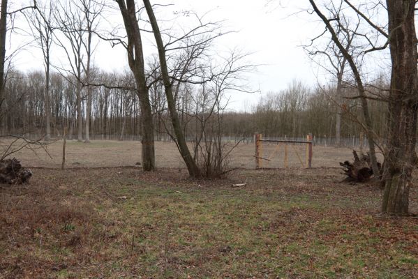 Hodonín, 8.3.2019
Mikulčický luh - Uherská. Založení nové plantáže.
Schlüsselwörter: Hodonín Mikulčický luh Uherská