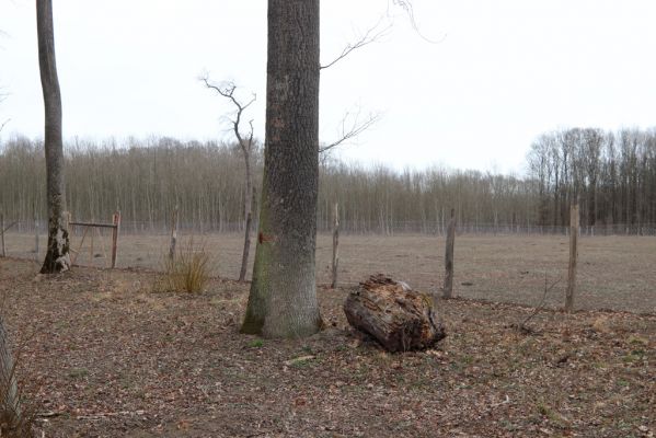 Hodonín, 8.3.2019
Mikulčický luh - Uherská. Založení nové plantáže.
Klíčová slova: Hodonín Mikulčický luh Uherská