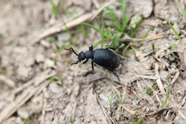 Hodonín, 8.3.2019
Mikulčický luh, Uherská - Šárova alej. Majka Meloe proscarabeus.
Klíčová slova: Hodonín Mikulčický luh Uherská Šárova alej