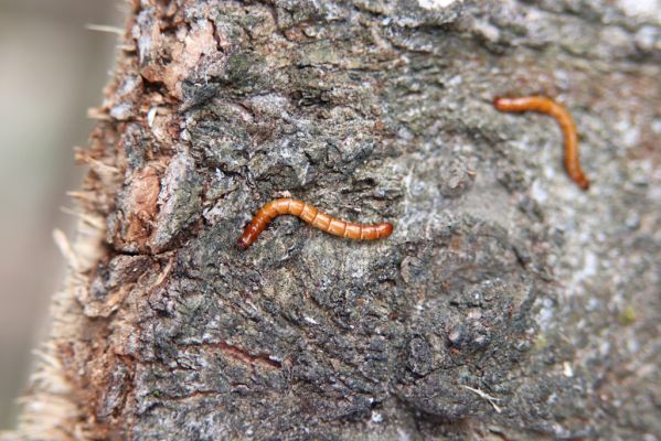 Hodonín, 8.3.2019
Mikulčický luh, Uherská - Šárova alej. Larvy kovaříka Brachygonus dubius.
Klíčová slova: Hodonín Mikulčický luh Uherská Šárova alej Brachygonus dubius