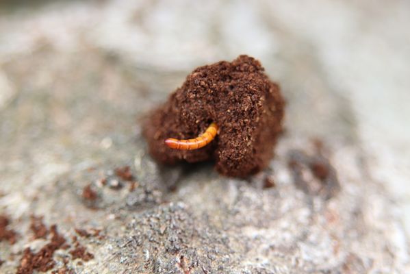 Hodonín, 8.3.2019
Mikulčický luh, Uherská - Šárova alej. Larva kovaříka Brachygonus dubius v trouchu topolu.
Schlüsselwörter: Hodonín Mikulčický luh Uherská Šárova alej Brachygonus dubius