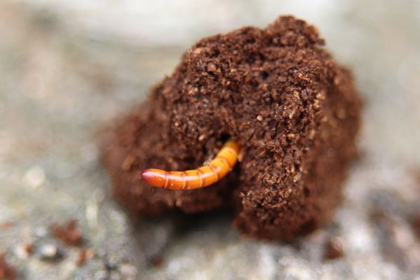 Hodonín, 8.3.2019
Mikulčický luh, Uherská - Šárova alej. Larva kovaříka Brachygonus dubius v trouchu topolu.
Schlüsselwörter: Hodonín Mikulčický luh Uherská Šárova alej Brachygonus dubius