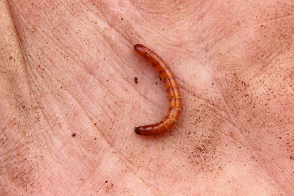 Hodonín, 8.3.2019
Mikulčický luh, Uherská - Šárova alej. Larva kovaříka Brachygonus dubius.
Mots-clés: Hodonín Mikulčický luh Uherská Šárova alej Brachygonus dubius