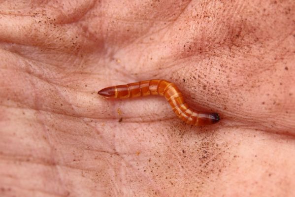 Hodonín, 8.3.2019
Mikulčický luh, Uherská - Šárova alej. Larva kovaříka Ectamenogonus montandoni.
Schlüsselwörter: Hodonín Mikulčický luh Uherská Šárova alej Ectamenogonus montandoni