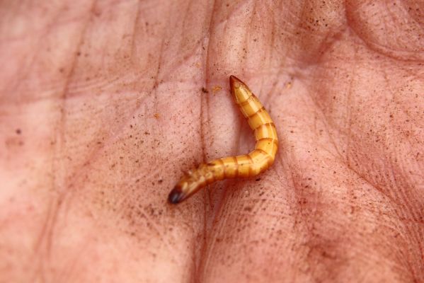 Hodonín, 8.3.2019
Mikulčický luh, Uherská - Šárova alej. Larva kovaříka Ectamenogonus montandoni.
Mots-clés: Hodonín Mikulčický luh Uherská Šárova alej Ectamenogonus montandoni