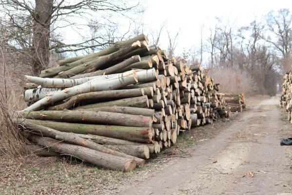 Hodonín, 8.3.2019
Mikulčický luh, Uherská - Šárova alej. 
Mots-clés: Hodonín Mikulčický luh Uherská Šárova alej Brachygonus dubius Ectamenogonus montandoni