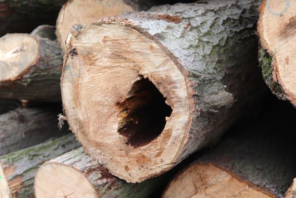 Hodonín, 8.3.2019
Mikulčický luh, Uherská - Šárova alej. Dutina pokáceného topolu osídlená zlatohlávky skvostnými, kovaříky Brachygonus dubius a Ectamenogonus montandoni.
Klíčová slova: Hodonín Mikulčický luh Uherská Šárova alej Brachygonus dubius Ectamenogonus montandoni