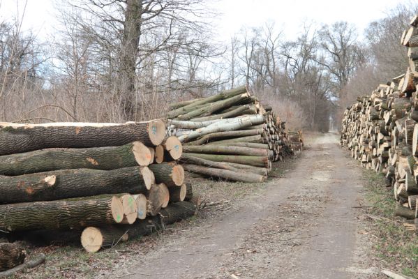 Hodonín, 8.3.2019
Mikulčický luh, Uherská - Šárova alej. 
Keywords: Hodonín Mikulčický luh Uherská Šárova alej Brachygonus dubius Ectamenogonus montandoni