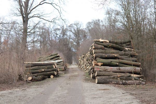 Hodonín, 8.3.2019
Mikulčický luh, Uherská - Šárova alej. 
Mots-clés: Hodonín Mikulčický luh Uherská Šárova alej Brachygonus dubius Ectamenogonus montandoni