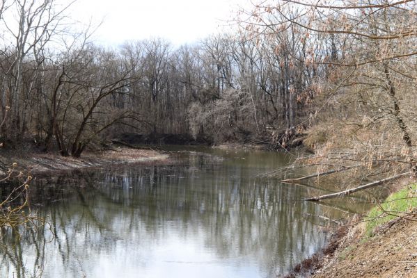 Mikulčice, 8.3.2019
Mikulčický luh - Skařiny. Staré koryto Moravy.
Klíčová slova: Mikulčice Mikulčický luh rezervace Skařiny