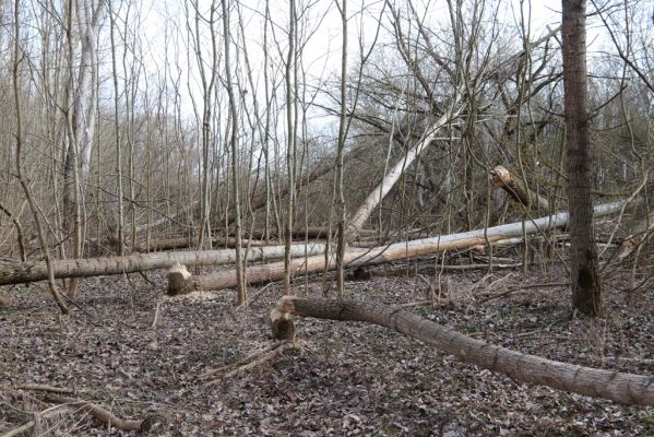 Mikulčice, 8.3.2019
Mikulčický luh - Skařiny. Bobří práce...
Schlüsselwörter: Mikulčice Mikulčický luh rezervace Skařiny