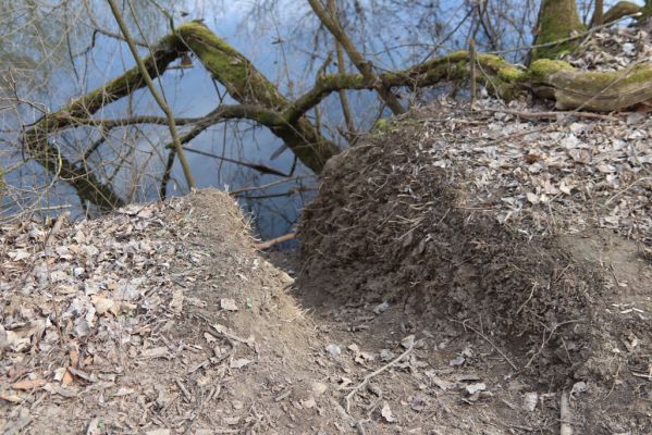 Mikulčice, 8.3.2019
Mikulčický luh - Skařiny. Bobří chodník na břehu starého koryta Moravy.
Keywords: Mikulčice Mikulčický luh rezervace Skařiny