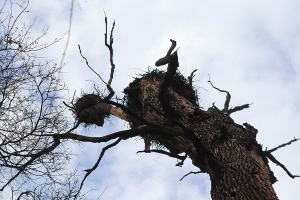 Mikulčice, 8.3.2019
Mikulčický luh - Skařiny. Hnízdiště.
Schlüsselwörter: Mikulčice Mikulčický luh rezervace Skařiny Ectamenogonus montandoni