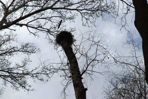 Mikulčice, 8.3.2019
Mikulčický luh - Skařiny. Hnízdo na rozlomeném topolu.
Klíčová slova: Mikulčice Mikulčický luh rezervace Skařiny Ectamenogonus montandoni