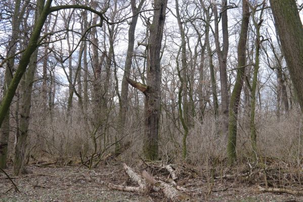 Mikulčice, 8.3.2019
Mikulčický luh - Skařiny.
Mots-clés: Mikulčice Mikulčický luh rezervace Skařiny