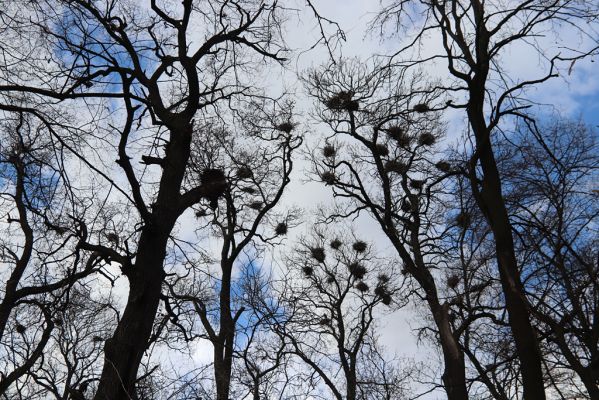 Mikulčice, 8.3.2019
Mikulčický luh - Skařiny. Hnízdiště.
Keywords: Mikulčice Mikulčický luh rezervace Skařiny Ectamenogonus montandoni