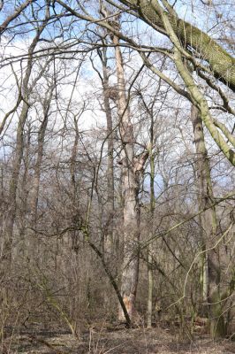 Mikulčice, 8.3.2019
Mikulčický luh - Skařiny.
Klíčová slova: Mikulčice Mikulčický luh rezervace Skařiny