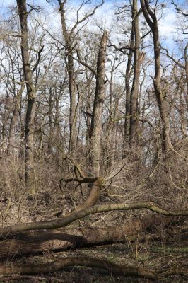 Mikulčice, 8.3.2019
Mikulčický luh - Skařiny. Hnízdiště.
Schlüsselwörter: Mikulčice Mikulčický luh rezervace Skařiny