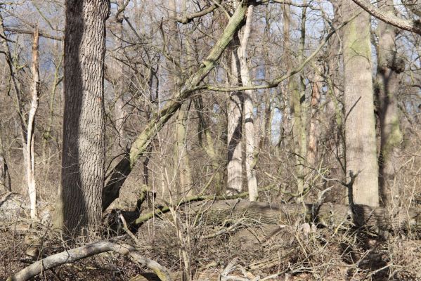 Mikulčice, 8.3.2019
Mikulčický luh - Skařiny. 
Schlüsselwörter: Mikulčice Mikulčický luh rezervace Skařiny