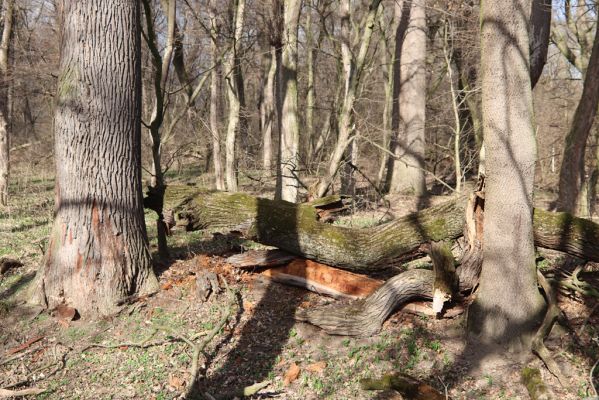 Mikulčice, 8.3.2019
Mikulčický luh - Skařiny. Rozlomený kmen dubu osídlený kovaříky Ampedus cardinalis.
Klíčová slova: Mikulčice Mikulčický luh rezervace Skařiny Ampedus cardinalis