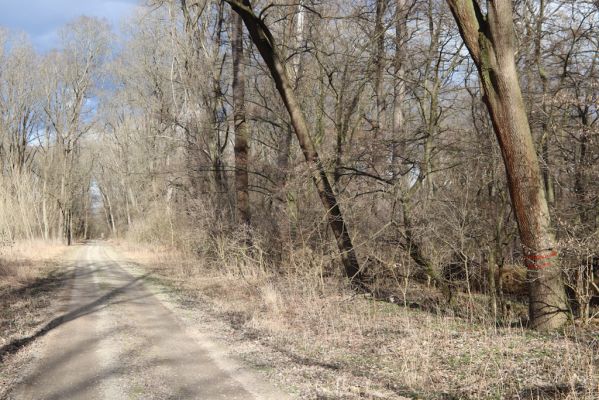 Mikulčice, 8.3.2019
Mikulčický luh - Skařiny. 
Schlüsselwörter: Mikulčice Mikulčický luh rezervace Skařiny