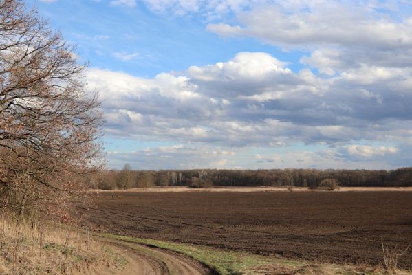 Mikulčice, 8.3.2019
Dlouhé louky. Mikulčický luh od Mikulčic. 
Klíčová slova: Mikulčice Mikulčický luh