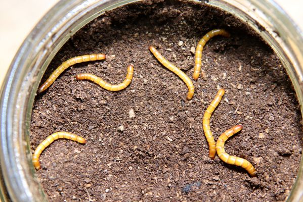 Hodonín, 8.3.2019
Mikulčický luh - Uherská. Trouch s larvami kovaříků Brachygonus dubius z dutiny pokáceného topolu.
Klíčová slova: Hodonín Mikulčický luh Uherská Šárova alej Brachygonus dubius