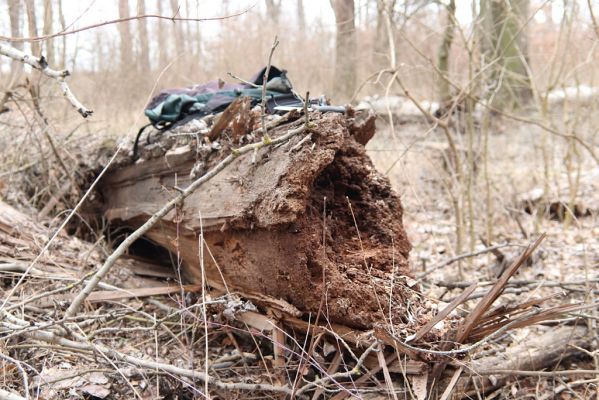 Mikulčice, 8.3.2019
Mikulčický luh - Dlouhé louky. Trouchnivé dřevo topolu osídlené kovaříky Ampedus elegantulus.
Klíčová slova: Mikulčice Mikulčický luh Dlouhé louky Ampedus elegantulus