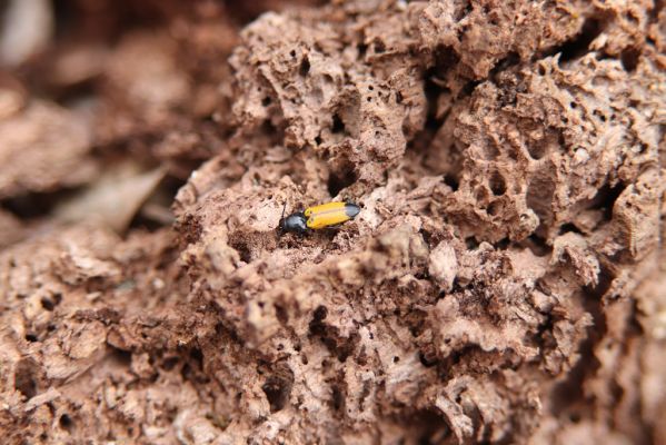 Mikulčice, 8.3.2019
Mikulčický luh - Dlouhé louky. Trouchnivé dřevo topolu osídlené kovaříky Ampedus elegantulus.
Schlüsselwörter: Mikulčice Mikulčický luh Dlouhé louky Ampedus elegantulus