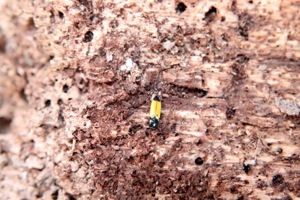 Mikulčice, 8.3.2019
Mikulčický luh - Dlouhé louky. Trouchnivé dřevo topolu osídlené kovaříky Ampedus elegantulus.
Schlüsselwörter: Mikulčice Mikulčický luh Dlouhé louky Ampedus elegantulus