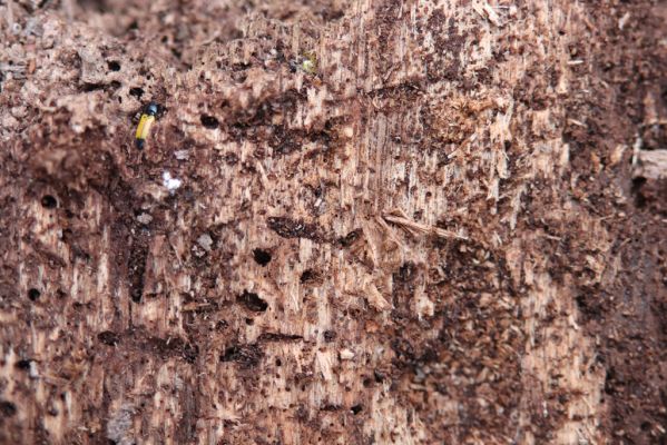 Mikulčice, 8.3.2019
Mikulčický luh - Dlouhé louky. Trouchnivé dřevo topolu osídlené kovaříky Ampedus elegantulus.
Klíčová slova: Mikulčice Mikulčický luh Dlouhé louky Ampedus elegantulus