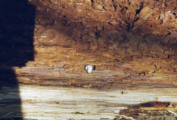 Hodruša-Hámre, 31.3.2002
Vrchy - Kašivárová. Larva Ceruchus chrysomelinus v trouchnivém dřevě dubu.
Klíčová slova: Štiavnické vrchy Hodruša-Hámre Vrchy Kašivárová Ceruchus chrysomelinus