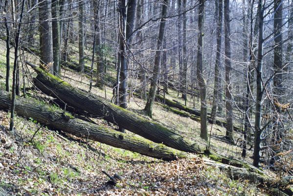 Hodruša-Hámre, 31.3.2002
Vrchy - Kašivárová. 


Klíčová slova: Štiavnické vrchy Hodruša-Hámre Vrchy Kašivárová Ampedus quadrisignatus praeustus nigerrimus