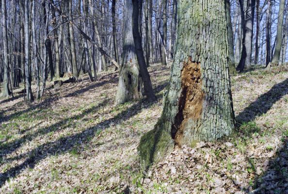 Hodruša-Hámre, 31.3.2002
Vrchy - Kašivárová. Trouchnivý dub - biotop kovaříka Lacon querceus.

Keywords: Štiavnické vrchy Hodruša-Hámre Vrchy Kašivárová Lacon querceus