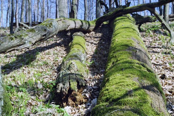 Hodruša-Hámre, 31.3.2002
Vrchy - Kašivárová. 



Klíčová slova: Štiavnické vrchy Hodruša-Hámre Vrchy Kašivárová Ampedus quadrisignatus praeustus