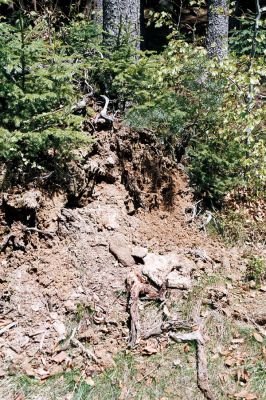 Novohradské hory, Hojná Voda, 5.5.2006
Kuní hora - biotop kovaříka Anostirus purpureus.




Schlüsselwörter: Novohradské hory Hojná Voda Kuní hora Anostirus purpureus