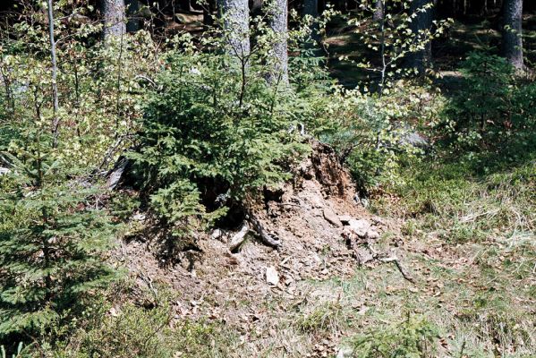 Novohradské hory, Hojná Voda, 5.5.2006
Kuní hora - biotop kovaříka Anostirus purpureus.
Klíčová slova: Novohradské hory Hojná Voda Kuní hora Anostirus purpureus