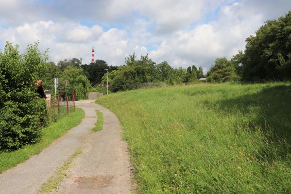 Holice, 2.8.2021
Nerudova ulice - louka u železniční trati.
Klíčová slova: Holice Nerudova Agriotes gallicus