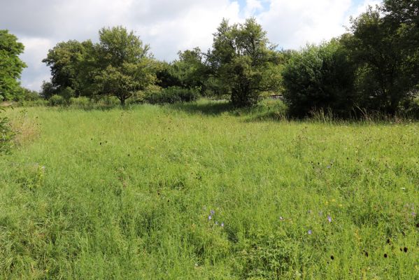 Holice, 2.8.2021
Nerudova ulice - louka u železniční trati.
Schlüsselwörter: Holice Nerudova Agriotes gallicus