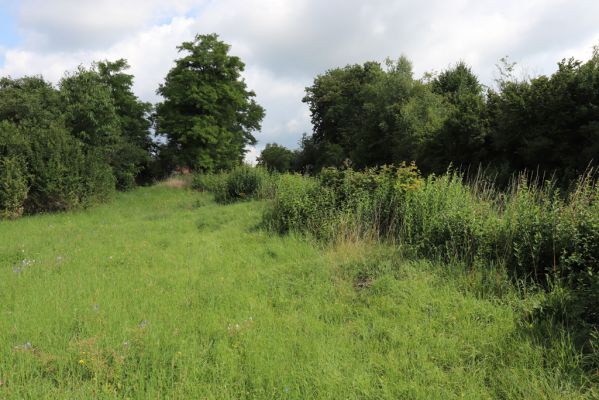 Holice, 2.8.2021
Nerudova ulice - louka u železniční trati.
Schlüsselwörter: Holice Nerudova Agriotes gallicus