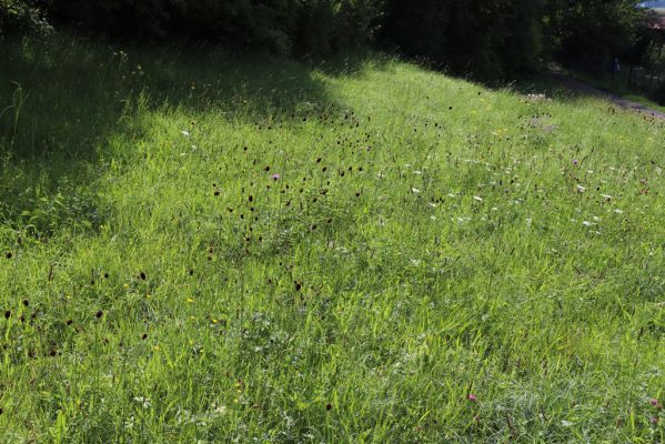 Holice, 2.8.2021
Nerudova ulice - louka u železniční trati.
Mots-clés: Holice Nerudova Agriotes gallicus