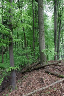 Holovousy, 19.5.2021
Dolní Mezihoří - zachovalá bučina v polesí Velká pískovna.
Klíčová slova: Holovousy Dolní Mezihoří Velká pískovna bučina
