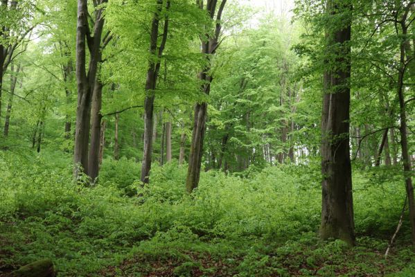 Holovousy, 19.5.2021
Dolní Mezihoří - zachovalá bučina v polesí Velká pískovna.
Klíčová slova: Holovousy Dolní Mezihoří Velká pískovna bučina