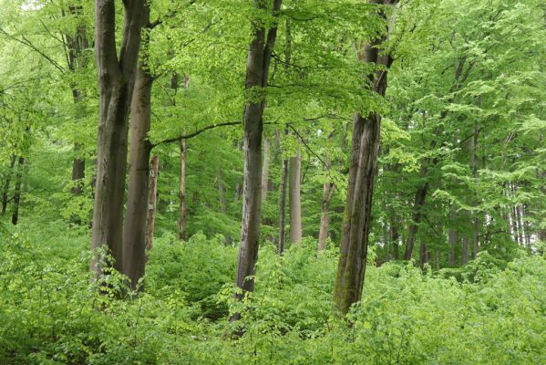 Holovousy, 19.5.2021
Dolní Mezihoří - zachovalá bučina v polesí Velká pískovna.
Mots-clés: Holovousy Dolní Mezihoří Velká pískovna bučina