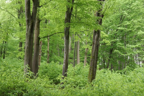 Holovousy, 19.5.2021
Dolní Mezihoří - zachovalá bučina v polesí Velká pískovna.
Klíčová slova: Holovousy Dolní Mezihoří Velká pískovna bučina