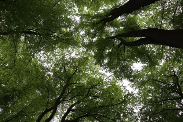 Holovousy, 19.5.2021
Dolní Mezihoří - zachovalá bučina v polesí Velká pískovna.
Mots-clés: Holovousy Dolní Mezihoří Velká pískovna bučina