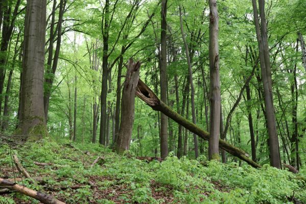 Holovousy, 19.5.2021
Dolní Mezihoří - zachovalá bučina v polesí Velká pískovna.
Klíčová slova: Holovousy Dolní Mezihoří Velká pískovna bučina
